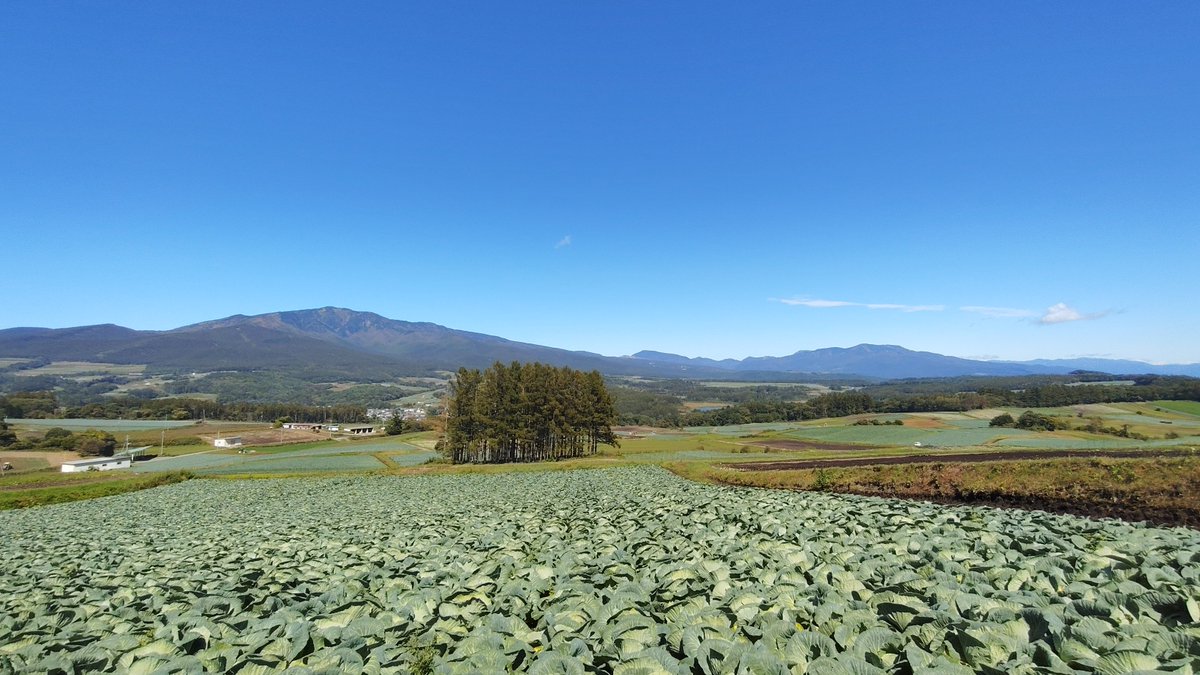 solarcoaster_sr's tweet photo. 何気に初の嬬恋キャベツ畑とまだ撤去されてなかった、このすばトード

収穫終わる前に天気回復してくれて助かった https://t.co/Ca4An1gvcl