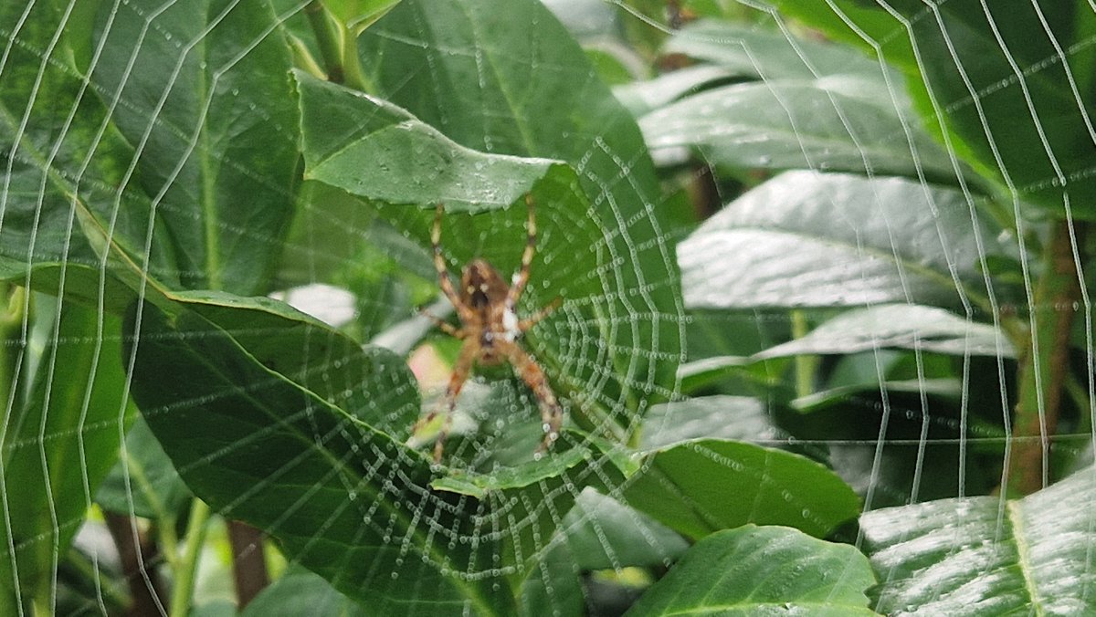EdwardWeinert's tweet photo. Jesienna architektura i jej architekci. 🕸🍂🕷 #jesien #autumn https://t.co/ZXdvypoJcl