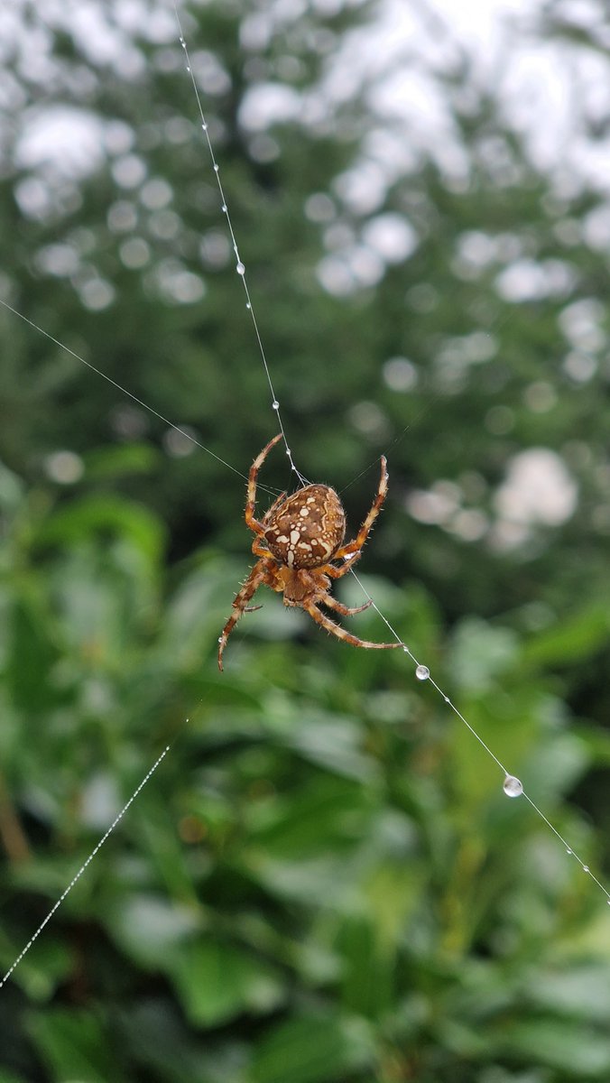 EdwardWeinert's tweet photo. Jesienna architektura i jej architekci. 🕸🍂🕷 #jesien #autumn https://t.co/ZXdvypoJcl