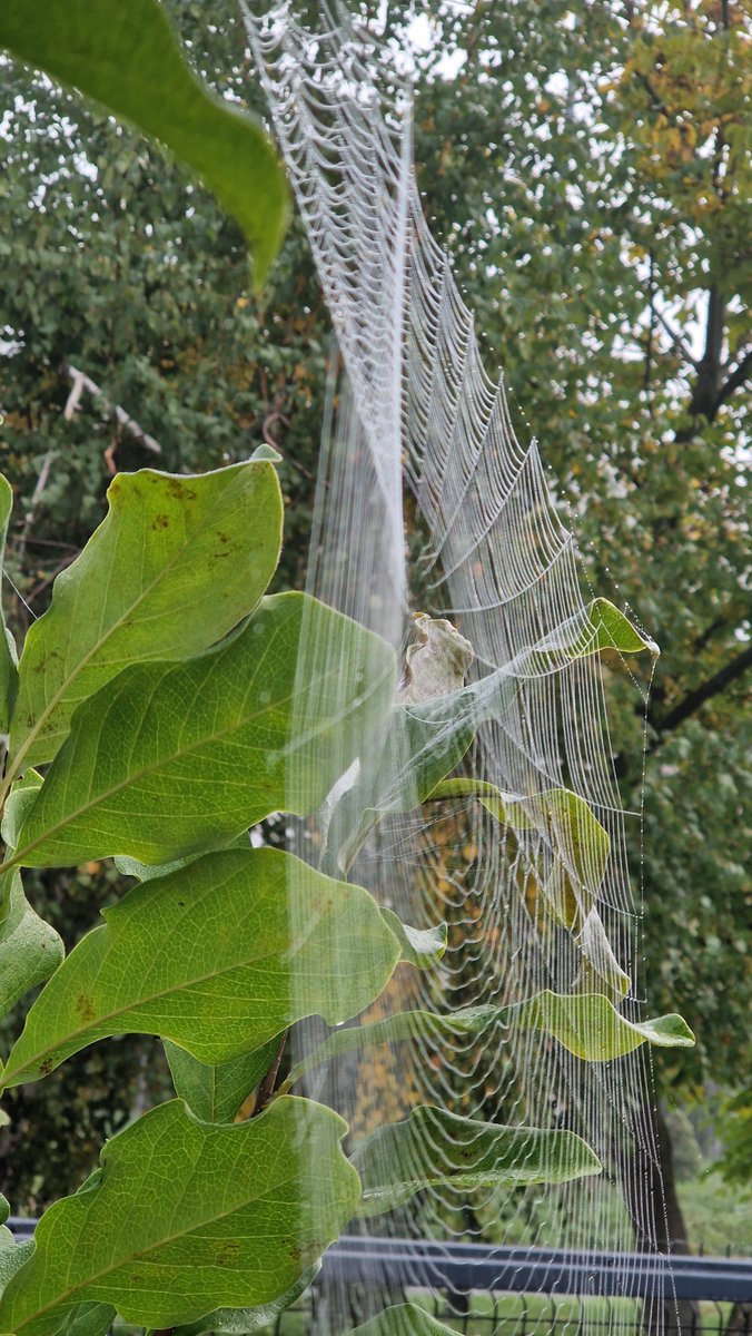 EdwardWeinert's tweet photo. Jesienna architektura i jej architekci. 🕸🍂🕷 #jesien #autumn https://t.co/ZXdvypoJcl