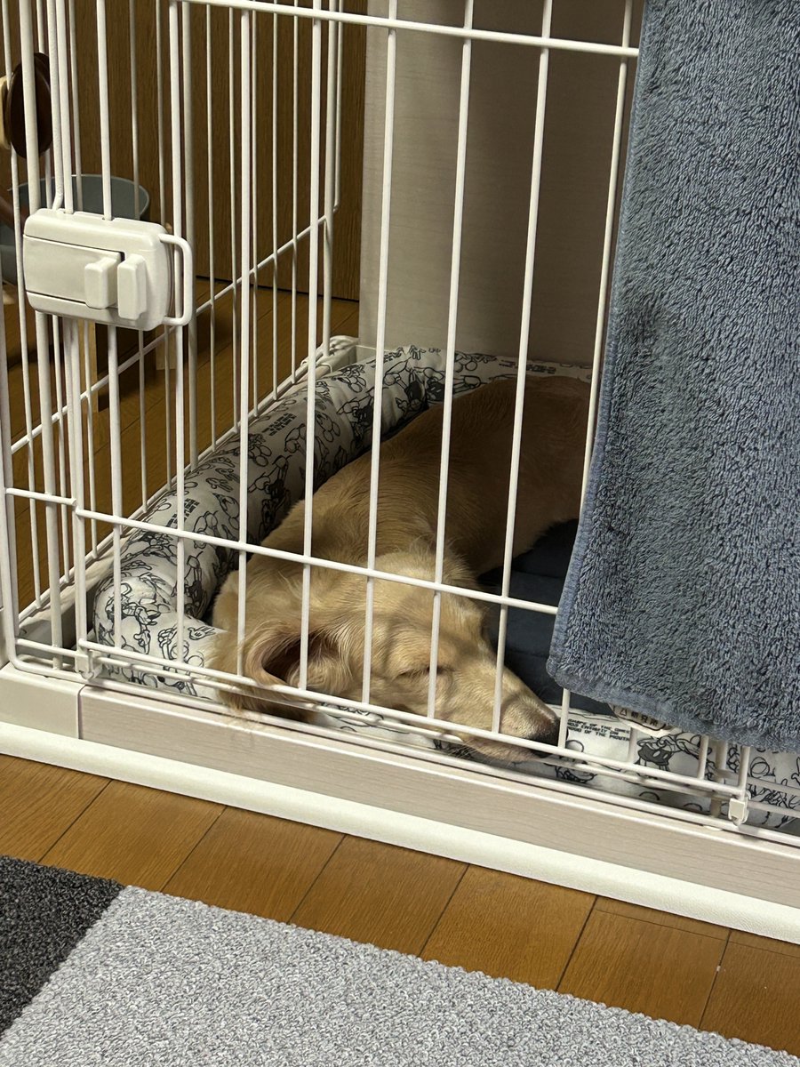 pasta_Lucas's tweet photo. 散歩デビュー疲れ犬 https://t.co/y0YESBwHGo