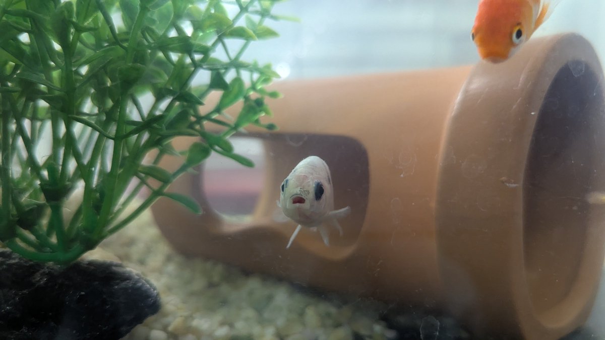 pizza_ya_3's tweet photo. お祭りから連れて帰った金魚、一匹だけらんちゅうっぽいぞ🐟️ https://t.co/bg542E4RV7