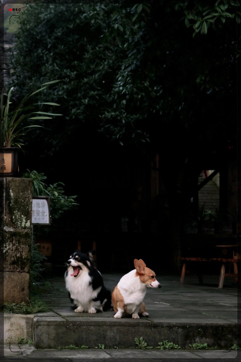 AliyahEganse's tweet photo. Mi perro Max crece más cada día. Hoy le compré una raqueta pequea, pero ya le queda chica https://t.co/bVOjG0FHpx