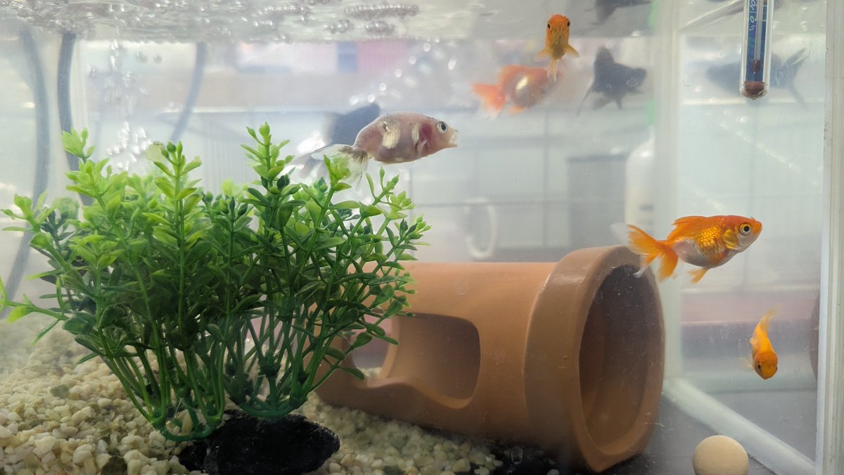 pizza_ya_3's tweet photo. お祭りから連れて帰った金魚、一匹だけらんちゅうっぽいぞ🐟️ https://t.co/bg542E4RV7