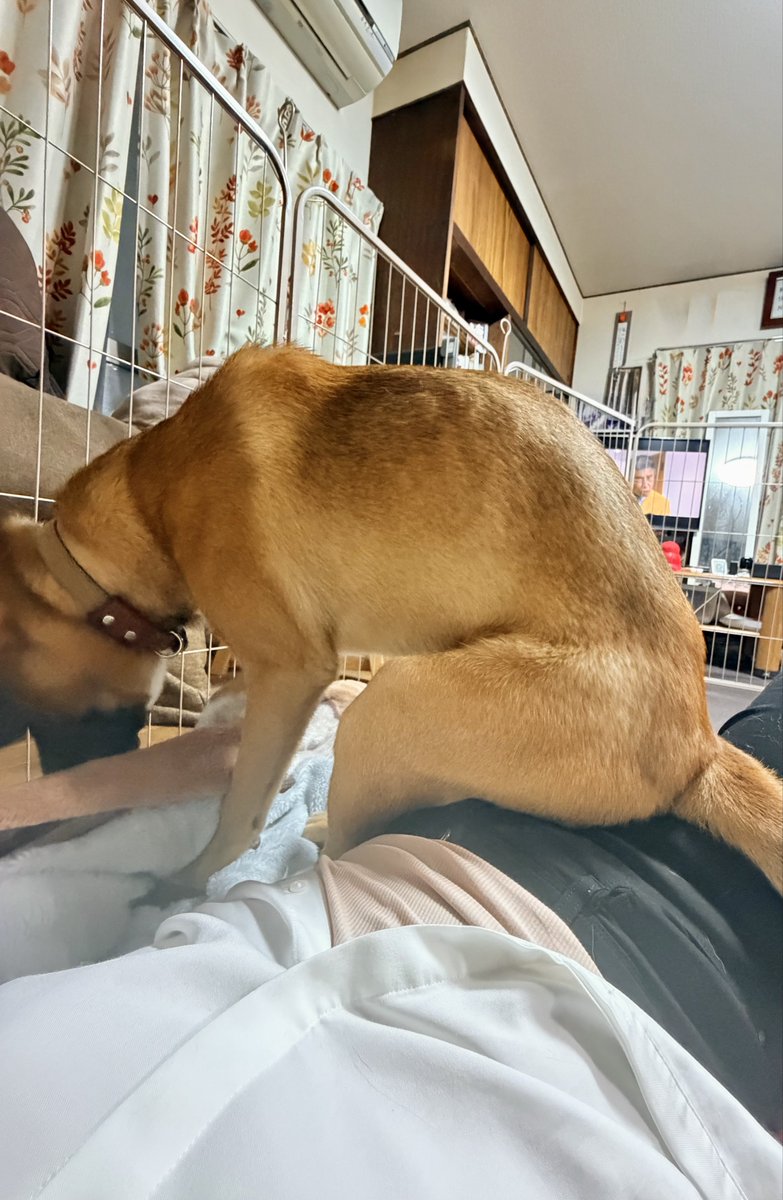 maaaaaaaaaax636's tweet photo. 飼い主のこと椅子だと思ってる？ https://t.co/gmRAfeNkO9