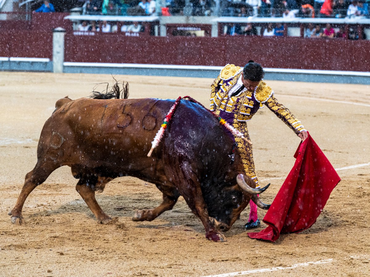 zabaladelaserna's tweet photo. "Antes del diluvio, Diego Urdiales había regado el ruedo de torería y bien torear. Urdiales había aprovechado al máximo, a puro pulso, el buen y contado fondo que ofreció un toro muy cuajado —quizá demasiado— y, por tanto, falto de brío, bastante quedo. Pero lo que hacía lo hacía en justa correspondencia a la categoría de su hechurado (y cargado) cuerpo. Diego le puso todo lo que le faltaba en lo poco que duró. La vida o la chispa de la vida". @ElMundoToros