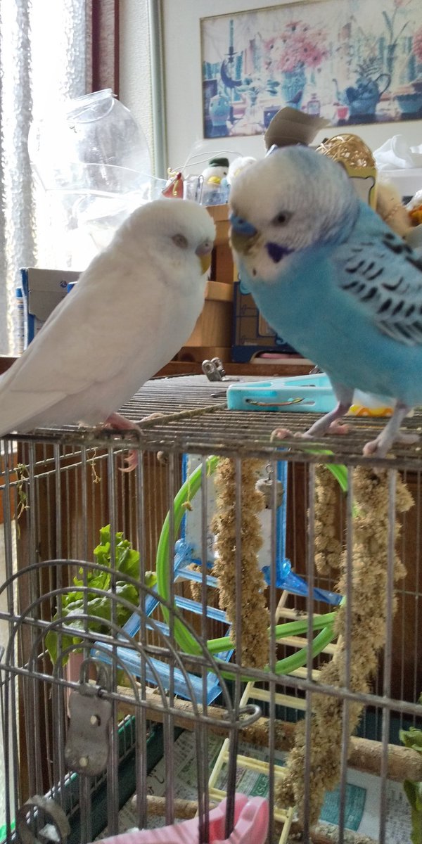 animal_rescue03's tweet photo. もこちゃん、毎日みんなで待っています…

2022年7月24日、東京都福生市熊川で、セキセイインコのもこちゃんが迷子になりました。

見かけた方、保護された方はご連絡下さい。
1つの情報が家族の光になります。

DM または @FL9RHNK6ZeQqNh3までお願いします🙏
#迷子インコ #セキセイインコ #福生市 #東京迷子 #拡散希望