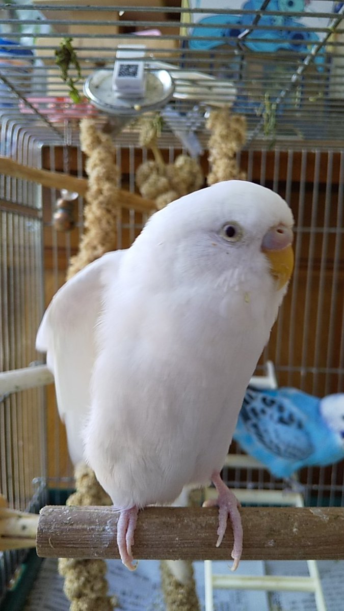 animal_rescue03's tweet photo. もこちゃん、毎日みんなで待っています…

2022年7月24日、東京都福生市熊川で、セキセイインコのもこちゃんが迷子になりました。

見かけた方、保護された方はご連絡下さい。
1つの情報が家族の光になります。

DM または @FL9RHNK6ZeQqNh3までお願いします🙏
#迷子インコ #セキセイインコ #福生市 #東京迷子 #拡散希望