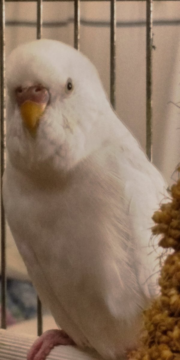 animal_rescue03's tweet photo. もこちゃん、毎日みんなで待っています…

2022年7月24日、東京都福生市熊川で、セキセイインコのもこちゃんが迷子になりました。

見かけた方、保護された方はご連絡下さい。
1つの情報が家族の光になります。

DM または @FL9RHNK6ZeQqNh3までお願いします🙏
#迷子インコ #セキセイインコ #福生市 #東京迷子 #拡散希望