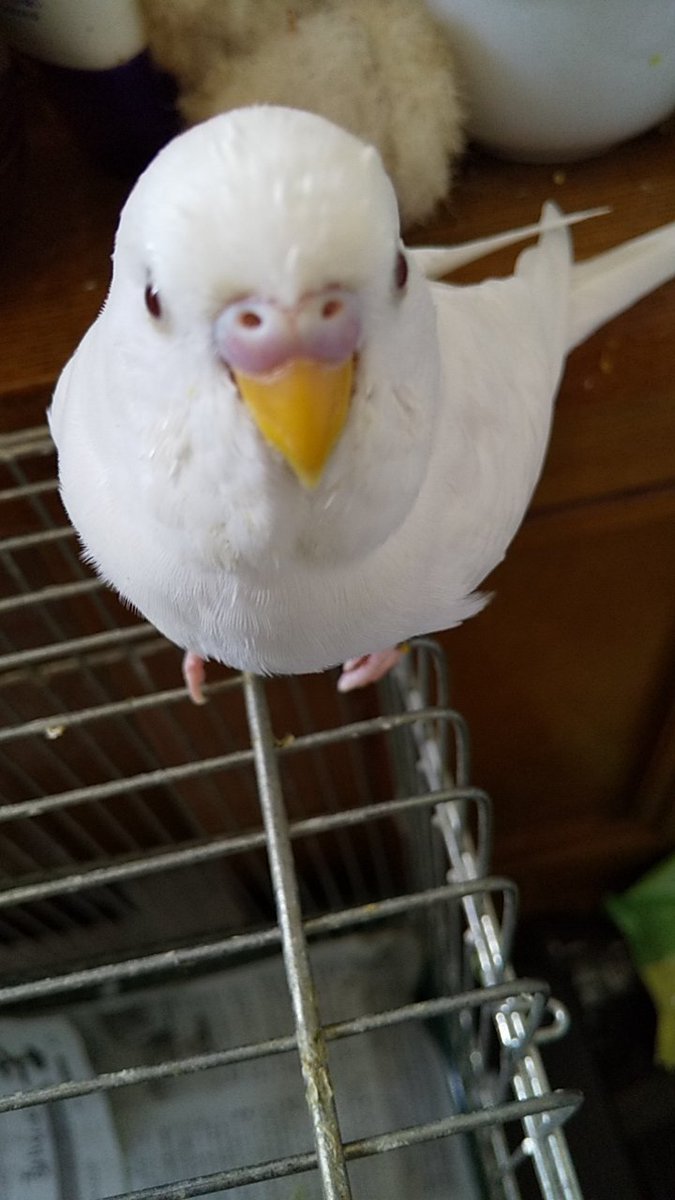 animal_rescue03's tweet photo. もこちゃん、毎日みんなで待っています…

2022年7月24日、東京都福生市熊川で、セキセイインコのもこちゃんが迷子になりました。

見かけた方、保護された方はご連絡下さい。
1つの情報が家族の光になります。

DM または @FL9RHNK6ZeQqNh3までお願いします🙏
#迷子インコ #セキセイインコ #福生市 #東京迷子 #拡散希望