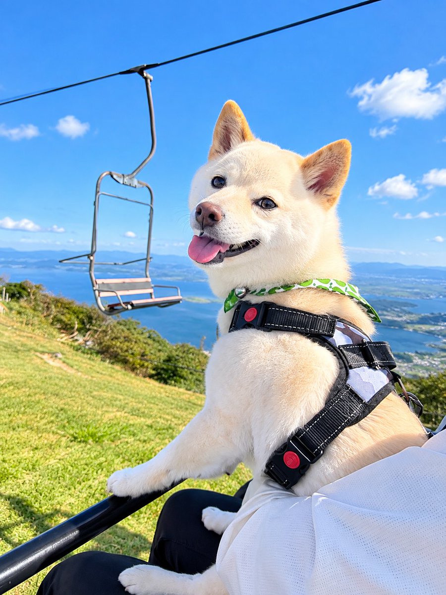 eeerikaooo3's tweet photo. おまめちゃん🐕お誕生日おめでとう！
5才も元気に
おなかいっぱい食べようね(＊ˊ艸ˋ)ｲﾋﾋ
#白豆柴 #まめしば #おまめ #わんこのいる生活 #柴犬ライフ https://t.co/qAlsnK9QKq
