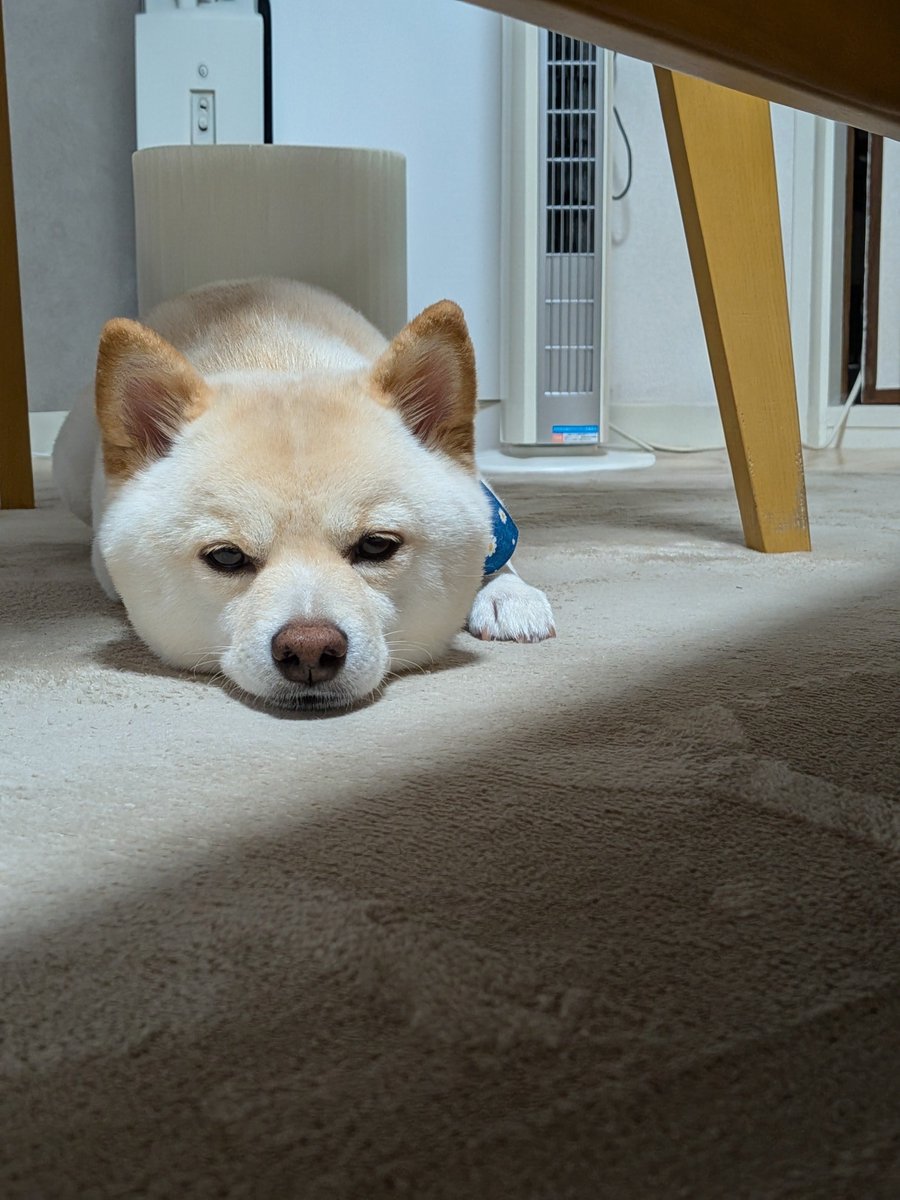 eeerikaooo3's tweet photo. おまめちゃん🐕お誕生日おめでとう！
5才も元気に
おなかいっぱい食べようね(＊ˊ艸ˋ)ｲﾋﾋ
#白豆柴 #まめしば #おまめ #わんこのいる生活 #柴犬ライフ https://t.co/qAlsnK9QKq