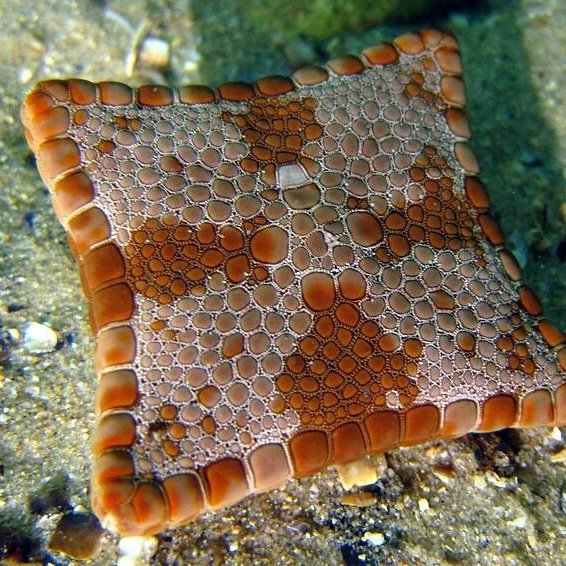 AcervoCharts's tweet photo. Algumas estrelas-do-mar podem nascer com defeitos congênitos que as deixam quadradas. https://t.co/9NUz4AhqGu
