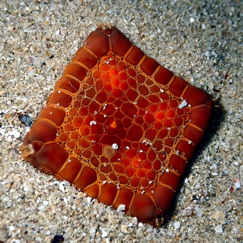 AcervoCharts's tweet photo. Algumas estrelas-do-mar podem nascer com defeitos congênitos que as deixam quadradas. https://t.co/9NUz4AhqGu
