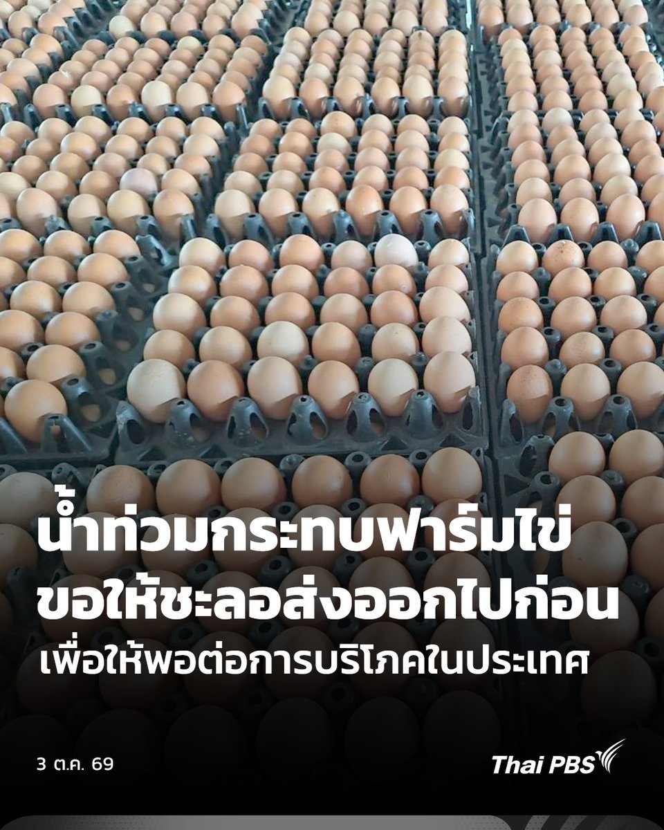 ThaiPBS's tweet photo. น้ำท่วมกระทบฟาร์มไข่ กรมการค้าภายในขอให้ชะลอการส่งออกไปก่อน เพื่อให้พอต่อการบริโภคในประเทศ

วานนี้ (2 ต.ค. 69) หลังน้ำท่วมส่งผลกระทบต่อฟาร์มไก่ไข่บางแห่ง ทำให้กรมการค้าภายในต้องประชุมร่วมกับผู้เลี้ยงไก่ไข่ เพื่อประเมินสถานการณ์ โดยพบว่า ภาพรวมยังบริหารจัดการได้ พร้อมขอให้ผู้ส่งออกลดปริมาณลงหรือเลื่อนการส่งออกไปก่อน

📌 อ่านต่อ : https://t.co/5CF3inEIX1

#ThaiPBS #ข่าวไทยพีบีเอส #ข่าวที่คุณวางใจ