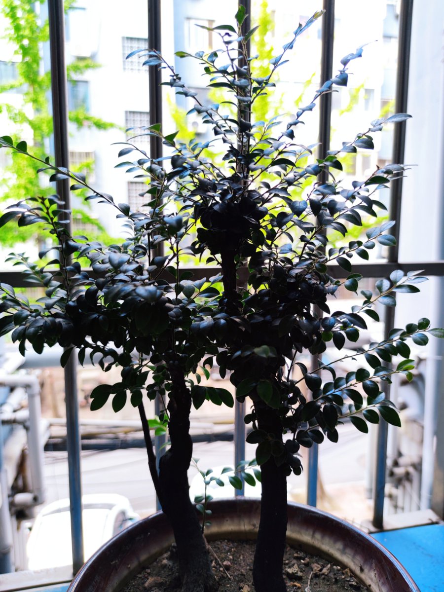HelenPortendxy's tweet photo. Pothos need bright indirect light u0026 water when the top 2 inches of soil feel dry—easy peasy to keep this air-purifying beauty thriving!， https://t.co/tgoJn52gc6