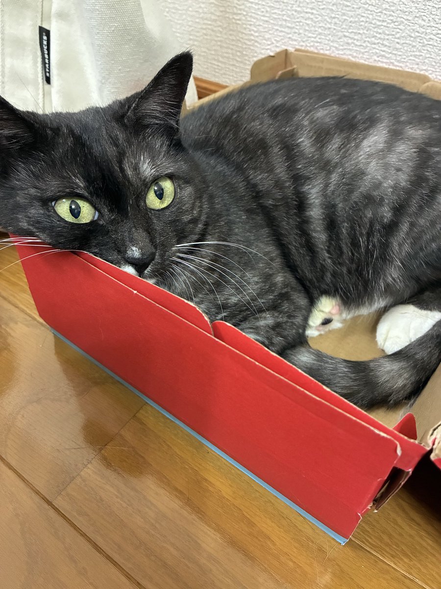 tomomisnote's tweet photo. 2カ月に一回の動物病院での爪切り。おつかれちゃん。 https://t.co/D0fJRlwpTP
