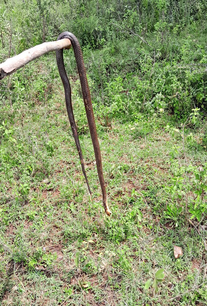 Kauzi_254's tweet photo. Kama si kufyeka, kutu ingeniua. https://t.co/HV2HCaDsUg