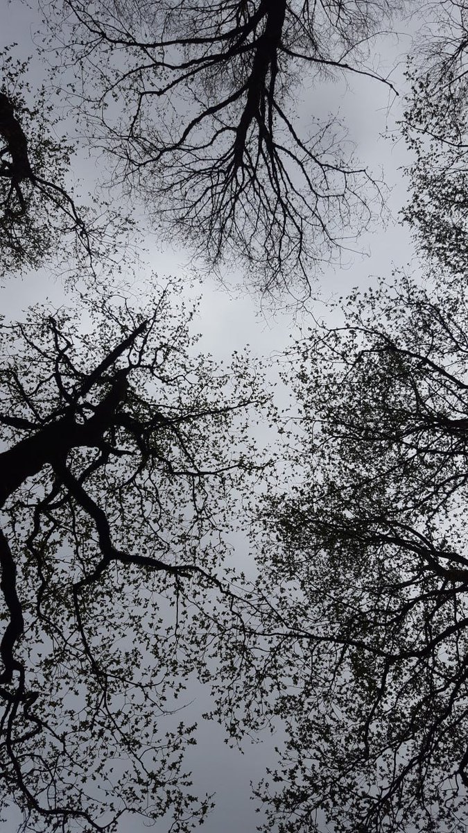 soheillcoe's tweet photo. Where branches meet the sky. 🌿
An original photograph capturing the quiet beauty of nature, light and shadow.
NFT ↓
https://t.co/7Klq9CggOr
#NFT #Photography #NaturePhotography #DigitalArt https://t.co/dnFIK618UV