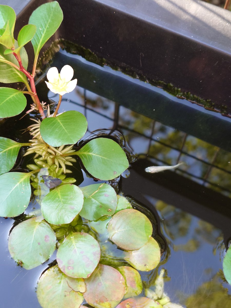ponimega's tweet photo. 今年わけわからんくらい爆植してるルドヴィジアフローティングプラント、何年も育ててるけど開花したとこ初めて見た https://t.co/O4GElvzwv7