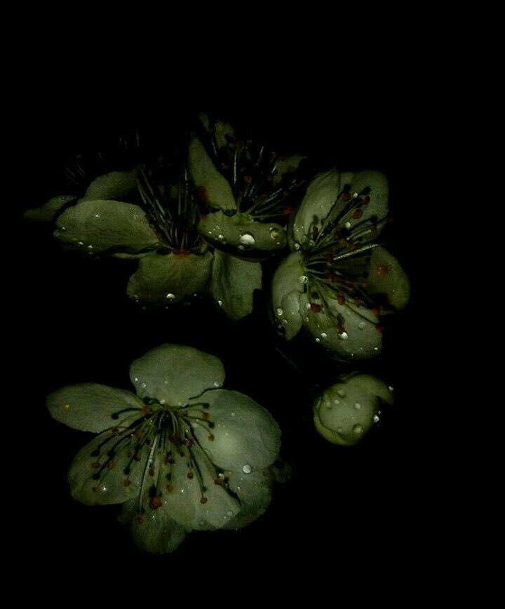 wounyoungf's tweet photo. 𓋜 : C’est Rola, https://t.co/dmejxUjR1P