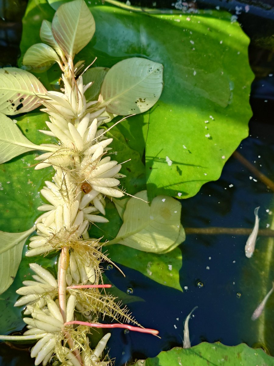 ponimega's tweet photo. メダカ界隈で名前見ること全くないけど、メダカ用の浮き草としても優秀だと思っている、浮袋タイプだから産卵床として機能しないのが良い、裏側は人によってはキモいのかもしれない https://t.co/012LjyY4fB