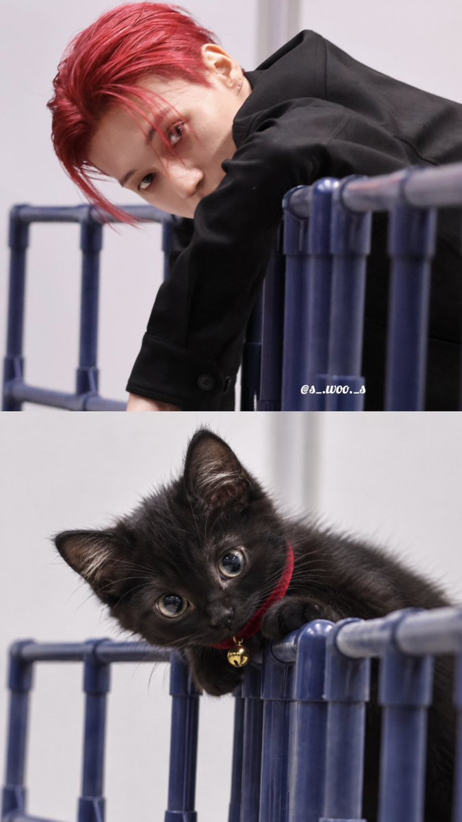 kiara991126's tweet photo. meow https://t.co/oR0z9lsFRK