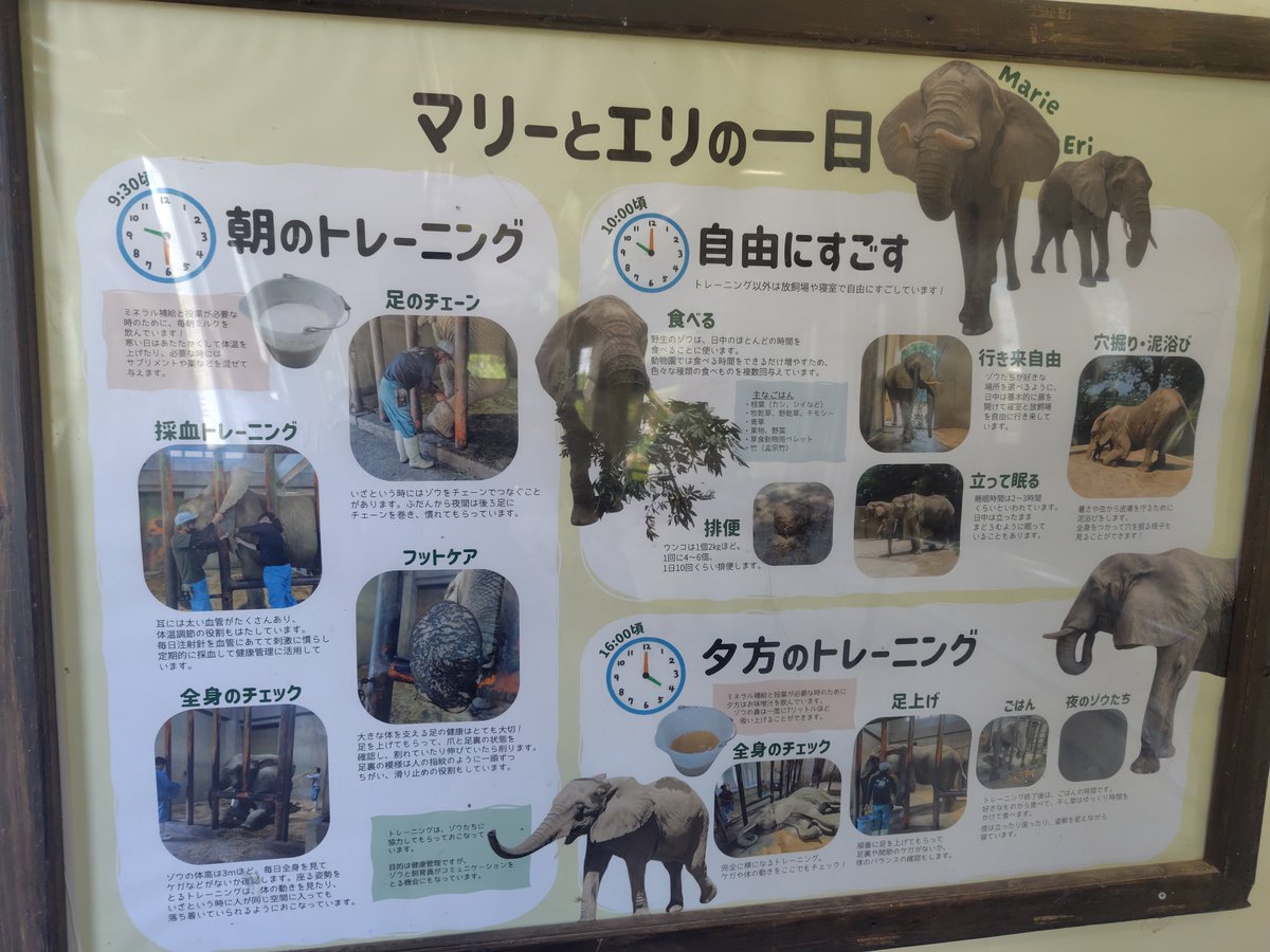 daisuke_0125_'s tweet photo. マリーとエリに会えた証
#熊本 
#アフリカゾウ 
#マリー 
#エリ 
#熊本市動植物園 https://t.co/PJmkFGScq6