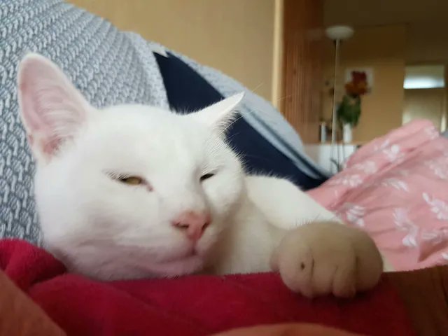 GoudenMandKat's tweet photo. Het baasje van Frosty (10 jaar) is overleden
https://t.co/1xtyxseQcz
Wie geeft Frosty een nieuw thuis?
E-mail: goudenmandkat@gmail.com
#kat #katten 
Locatie: Zoetermeer, Nederland https://t.co/9xzTSSkSw4