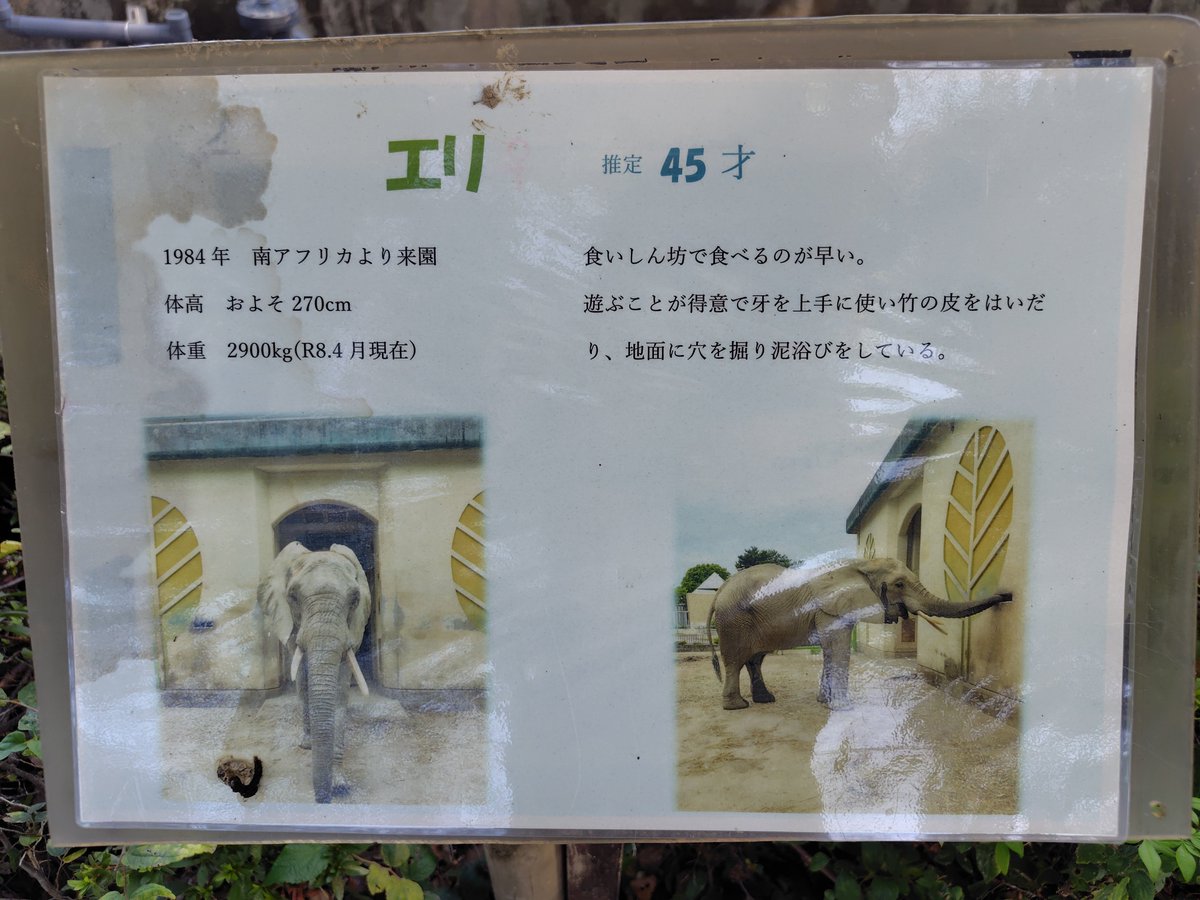 daisuke_0125_'s tweet photo. マリーとエリに会えた証
#熊本 
#アフリカゾウ 
#マリー 
#エリ 
#熊本市動植物園 https://t.co/PJmkFGScq6