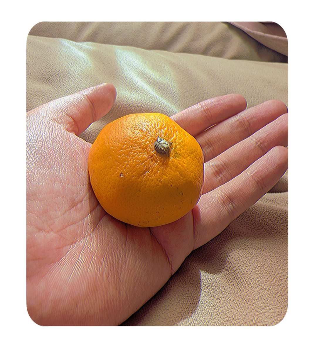 natane_10's tweet photo. このみかん🍊小さくてハシダさんになれるヨ(˶' ᵕ ' ˶)👍笑 https://t.co/yU2GvxLa7X
