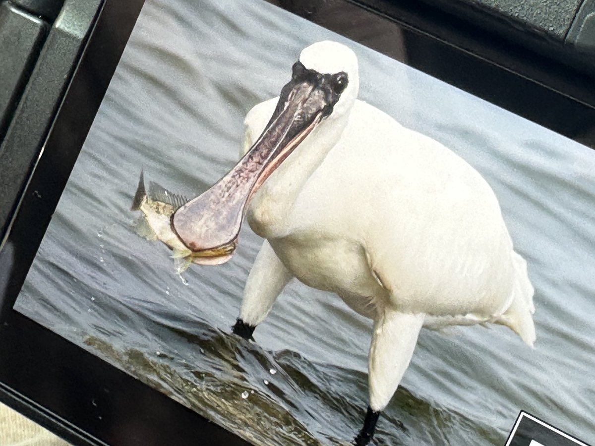 TaiwanBirding's tweet photo. Before AI kills us, do something fun. 

Catch fish like a Black-faced Spoonbill (黑面琵鷺) https://t.co/trmhnOM2uE