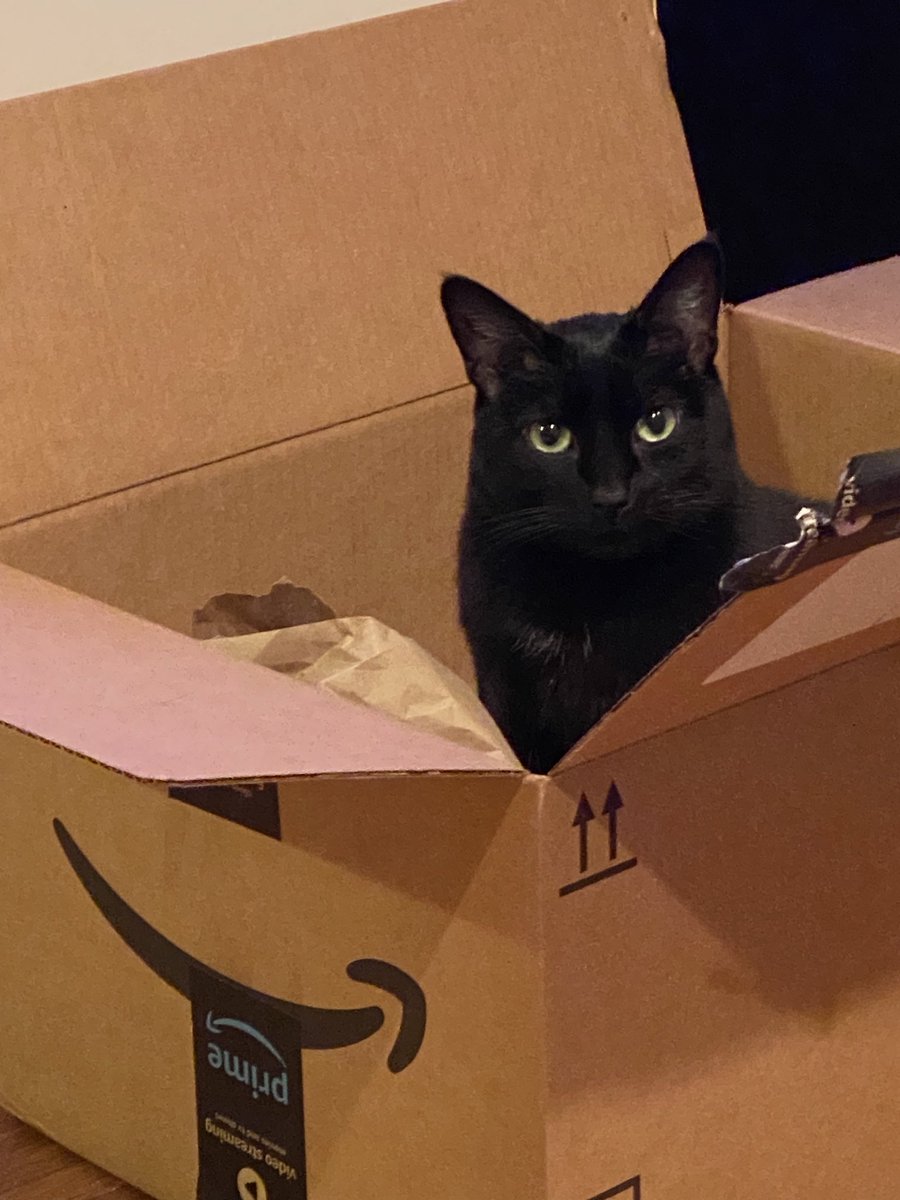 SciFiVeg's tweet photo. @LaneStraocaster My black velvet kitty. https://t.co/U4GiTePcp8