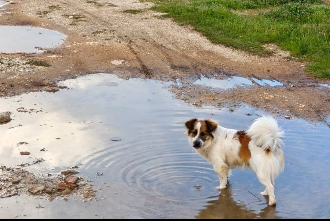 cenk_yigiter's tweet photo. Ankara'da bir köpek sahibi olmak isteyen ancak sorumlulukları konusunda ürken bir aile arıyoruz. Bir köpeği sahiplenmek istiyoruz ancak tam olarak bu durumdayız. Bu yüzden bize benzer durumda olup ortak olacak bir aile ariyoruz. 
Haşmet 2,5 yaşında. Bir yazlık muhitte terk edilmiş ve bir siteye sığınmış, sitece ortak bakılan bir köpek. Ancak bir dallamanın şikayeti sebebiyle artık sahiplenilmesi gerekiyor. Bize Jack Russell kırması olduğu söylendi. Jack Russel konusunda herkes hemfikir ancak diğer taraftan border collie olduğu, Rus finosu olduğu gibi tahminler mevcut, bilmiyorum, ki bir önemi de yok. Küçük orta ırk bir köpek sonuçta. Eve, kedilere, insanlara çok uyumlu. Şu anda evde iki kediyle birlikte. Günlerdir evde tek bir kez havladığı olmadı. Araba ile yolculuk yapmak konusunda da hiçbir sıkıntısı yok. Tuvalet eğitimi de var. Bakımı son derece rahat bir köpek.