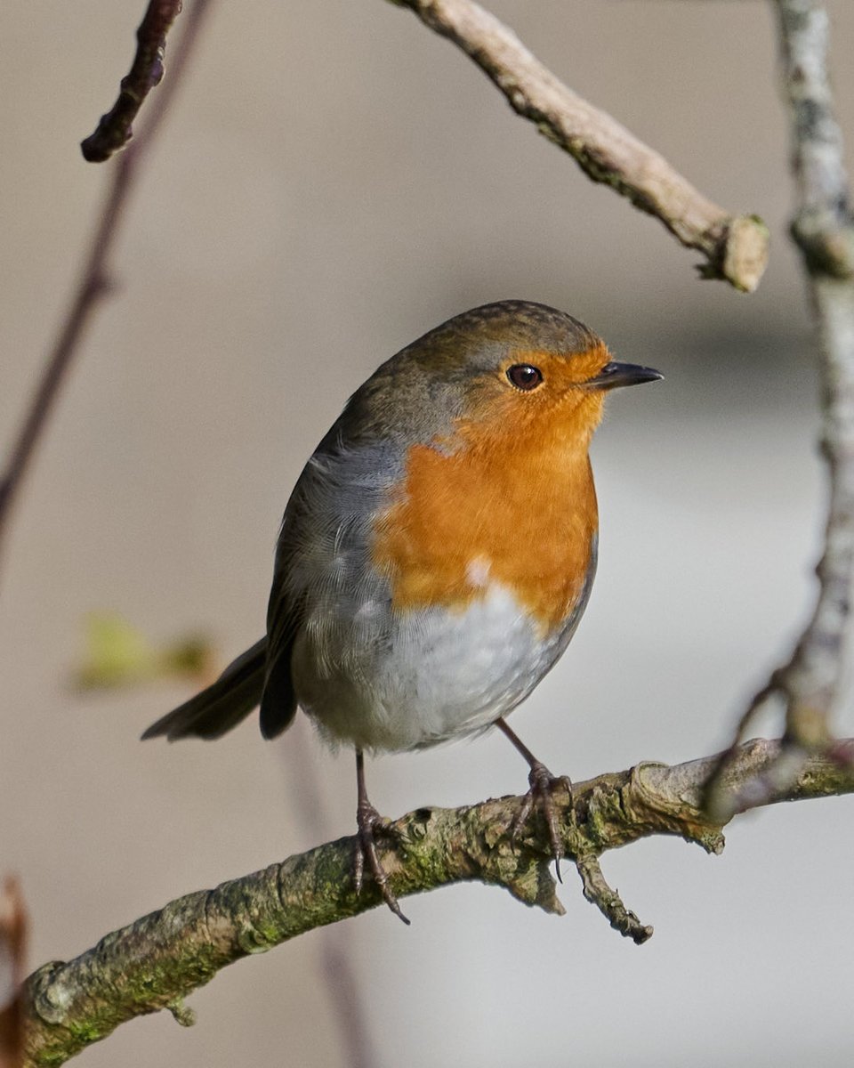 paulhayes55's tweet photo. Robin. https://t.co/OldLjUwLlP