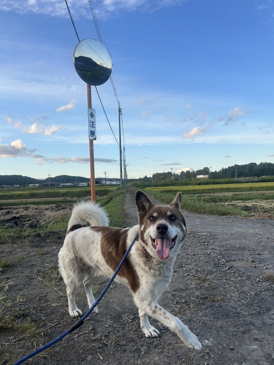 t_bikosha's tweet photo. 本日もお疲れ様でした！
ずっと笑ってます🐶✨ https://t.co/DAsWSB9vdm