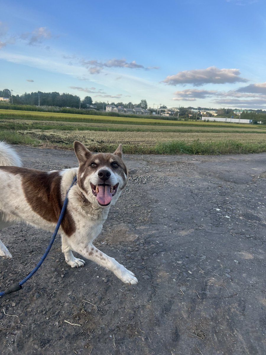 t_bikosha's tweet photo. 本日もお疲れ様でした！
ずっと笑ってます🐶✨ https://t.co/DAsWSB9vdm