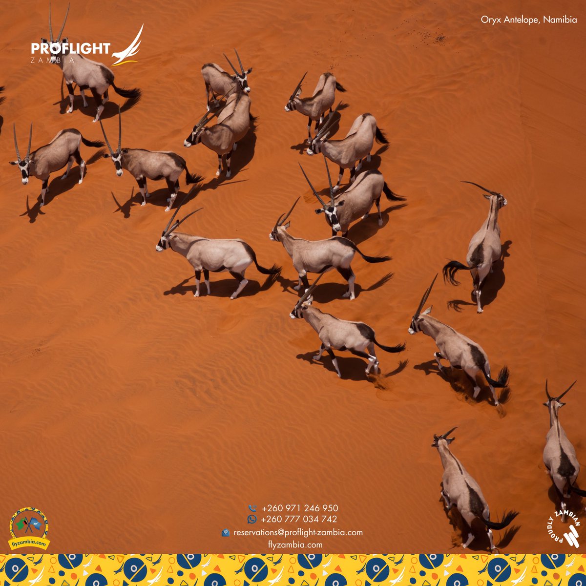 proflightzambia's tweet photo. One of Namibia’s most recognisable animals is the Oryx.

Built for life in the desert, these striking antelope can be seen across Namibia’s open plains and dunes.

Fly nonstop from Lusaka to Windhoek, 3x weekly, every Tuesday, Friday and Sunday from 1 November.

#FlyZambia https://t.co/B7RCnIgJcF