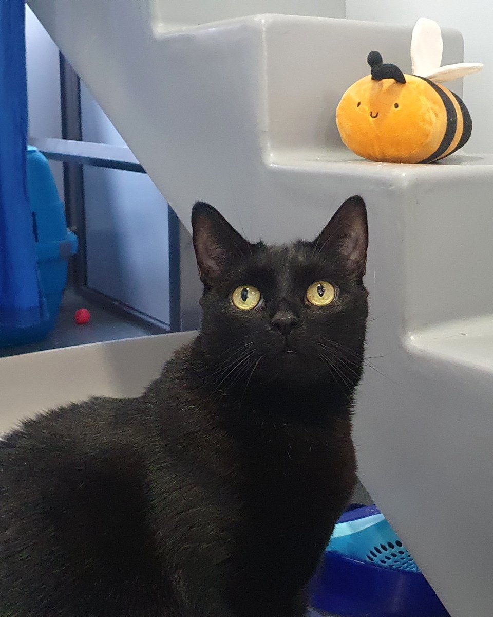 Battersea_'s tweet photo. Happy Caturday from Bumblebee and her favourite toy. 🥹 🐝 This gorgeous lady has been with us for a while, and she's more than ready for a new loving family.

If you have a calm home to offer where Bumblebee could be the only pet, click to learn more 👉 https://t.co/A1Uvr2vccl https://t.co/BO0Sem2Hyb