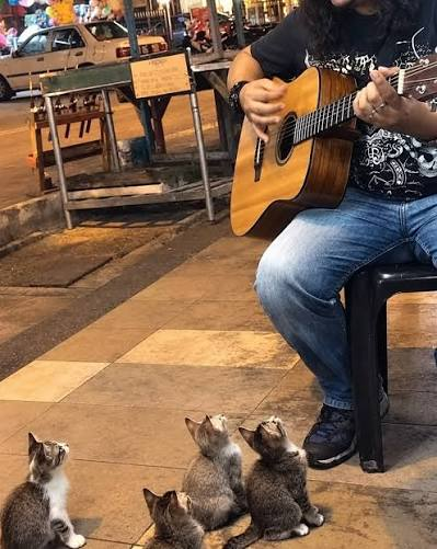 AcervoCharts's tweet photo. Cantor de rua foi ignorado por todos, até que quatro gatinhos apareceram para apoiá-lo. https://t.co/4m6R91FgfE
