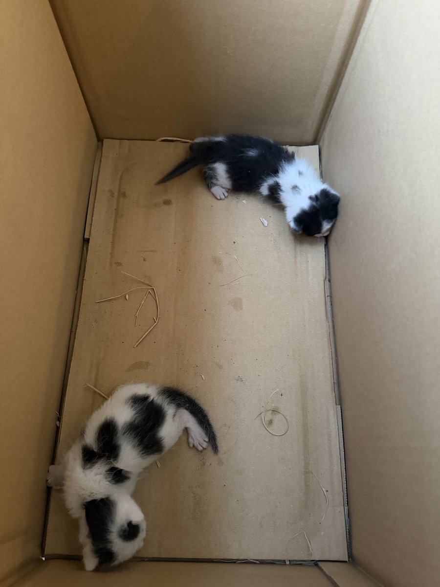 hinatabocco_k's tweet photo. #胸が痛くなる話😿
倉庫で産まれた乳飲子達
見つけたお爺さんカラスにあげると畑に
捨てに行きました
それをみたお婆さんからのSOS‼️
生まれたばかりまだまだ生きたいよね
もう大丈夫💕
うちにおいでよ💕
変わり始めた日本🇯🇵
皆様の気持ちでまだまだ変わると思います
そう願っています🙏 https://t.co/zuDwQTtB3p