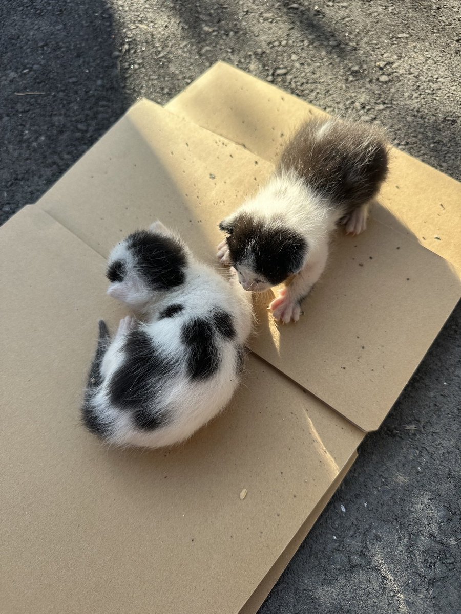 hinatabocco_k's tweet photo. #胸が痛くなる話😿
倉庫で産まれた乳飲子達
見つけたお爺さんカラスにあげると畑に
捨てに行きました
それをみたお婆さんからのSOS‼️
生まれたばかりまだまだ生きたいよね
もう大丈夫💕
うちにおいでよ💕
変わり始めた日本🇯🇵
皆様の気持ちでまだまだ変わると思います
そう願っています🙏 https://t.co/zuDwQTtB3p