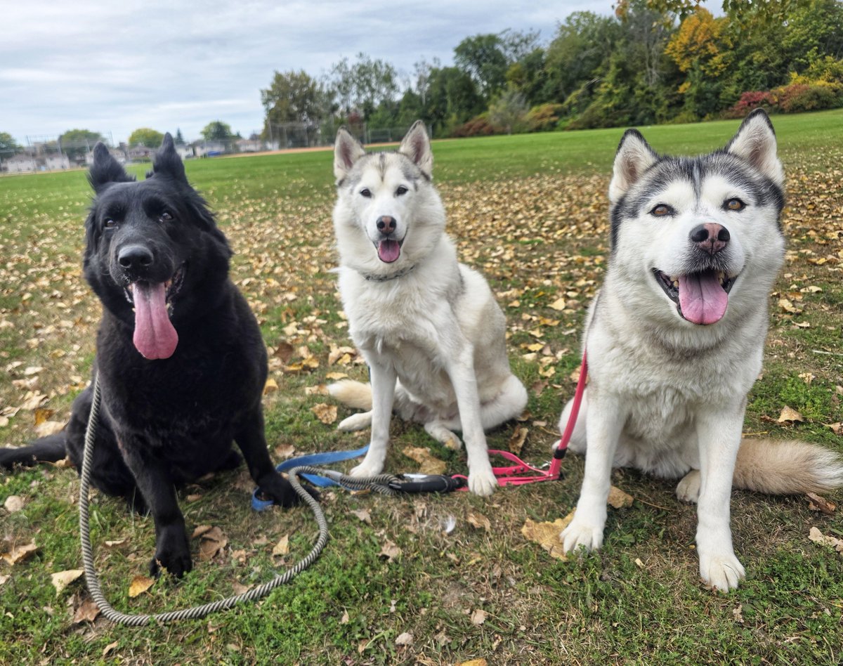 WalkinDogwalk's tweet photo. Autumn is definitely in the air this week with our #posingpups !
🧡🍁🍃🍂🐶🐾🐕🍂🍃🍁🧡
#socialSaturday #walkinthedog #weekendvibes https://t.co/Qtoq4gyun8