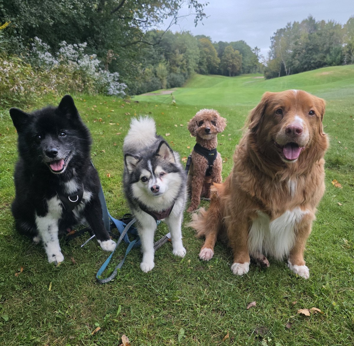 WalkinDogwalk's tweet photo. Autumn is definitely in the air this week with our #posingpups !
🧡🍁🍃🍂🐶🐾🐕🍂🍃🍁🧡
#socialSaturday #walkinthedog #weekendvibes https://t.co/Qtoq4gyun8