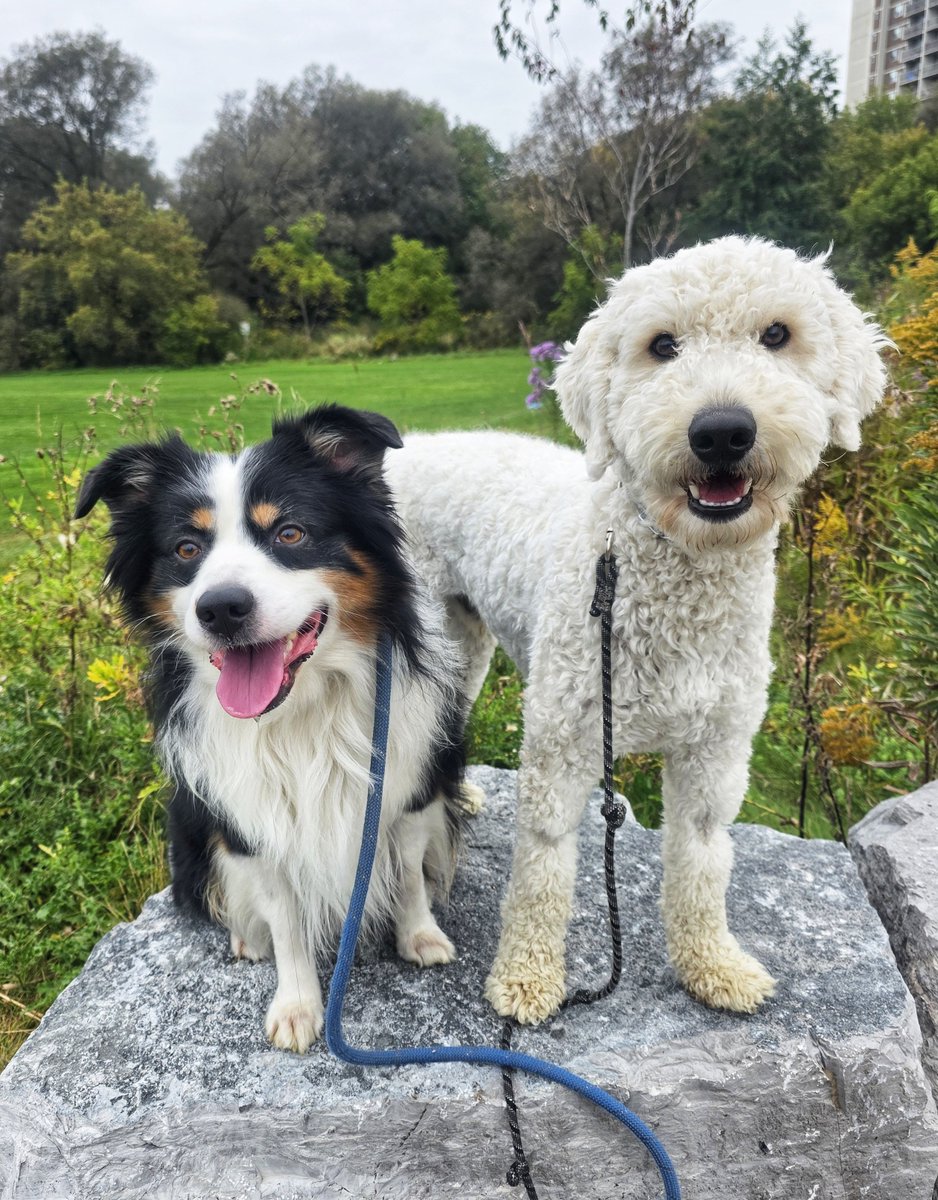 WalkinDogwalk's tweet photo. Autumn is definitely in the air this week with our #posingpups !
🧡🍁🍃🍂🐶🐾🐕🍂🍃🍁🧡
#socialSaturday #walkinthedog #weekendvibes https://t.co/Qtoq4gyun8