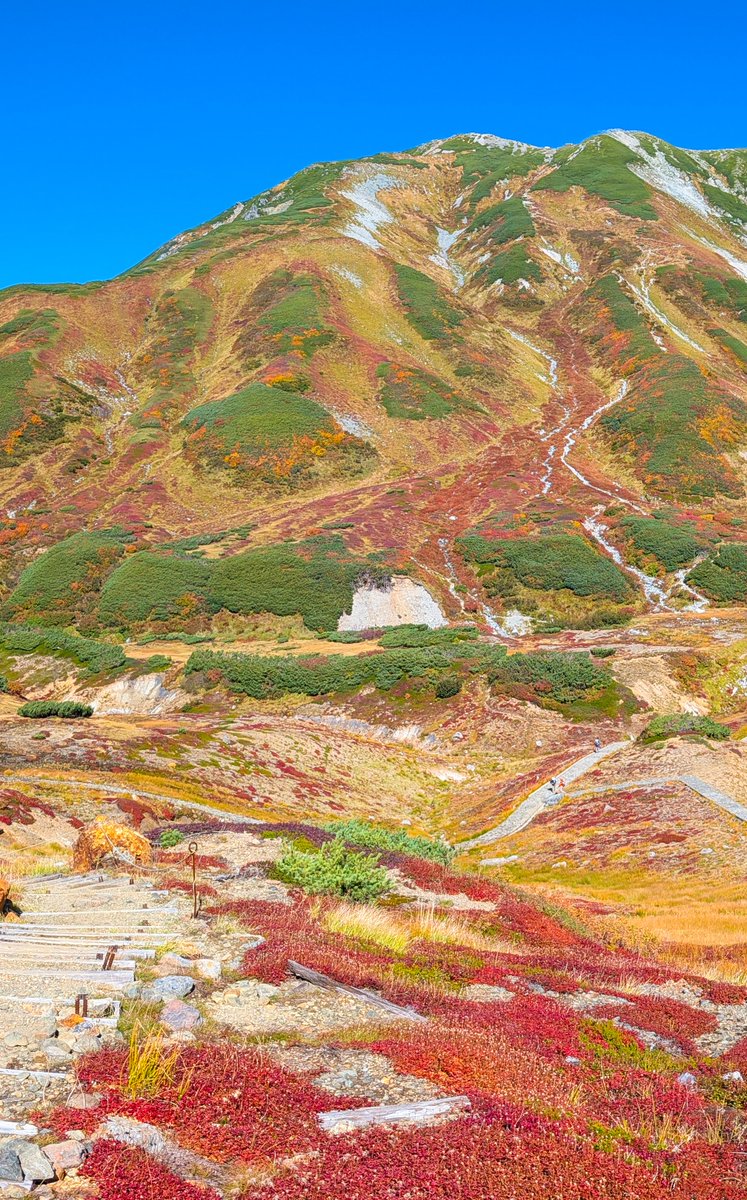 haskap1017's tweet photo. 見頃を迎えた立山室堂平の紅葉が綺麗でした！ https://t.co/reT5aqvAgi