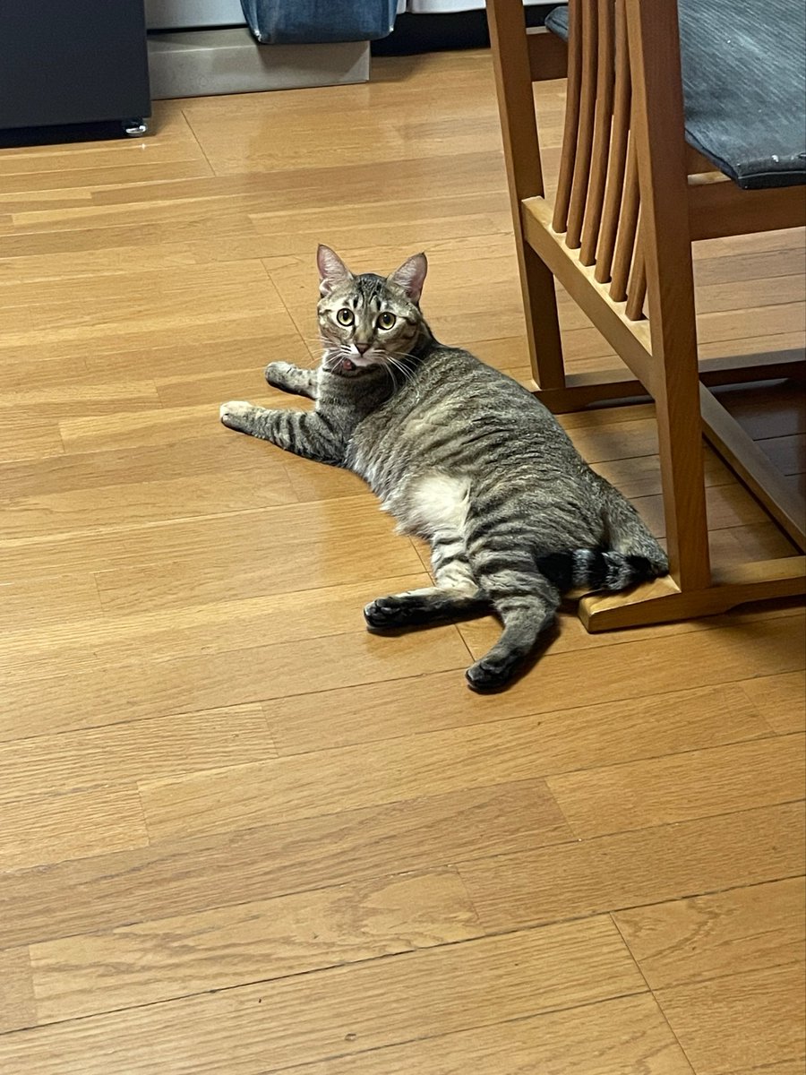 mimikztr0627's tweet photo. もうすぐごはんの時間🍚

#猫のいる暮らし #キジトラ #猫
#猫好きさんと繋がりたい #cat https://t.co/V1KiP0CvWf