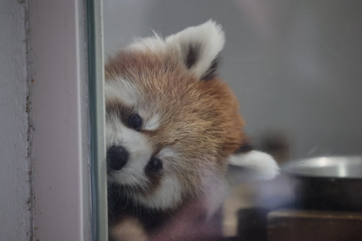 irasutorabo's tweet photo. もこちゃん｜熊本市動植物園

#レッサーパンダ #熊本市動植物園 
#もこ　#イラスト　
#redpanda https://t.co/eQ7OzroAJ5