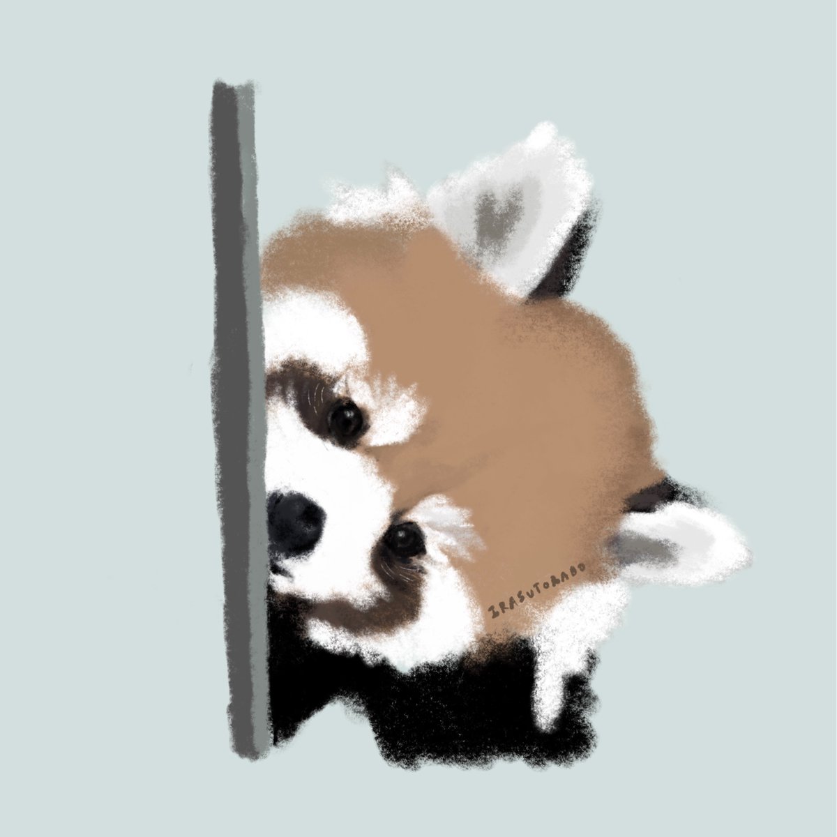 irasutorabo's tweet photo. もこちゃん｜熊本市動植物園

#レッサーパンダ #熊本市動植物園 
#もこ　#イラスト　
#redpanda https://t.co/eQ7OzroAJ5