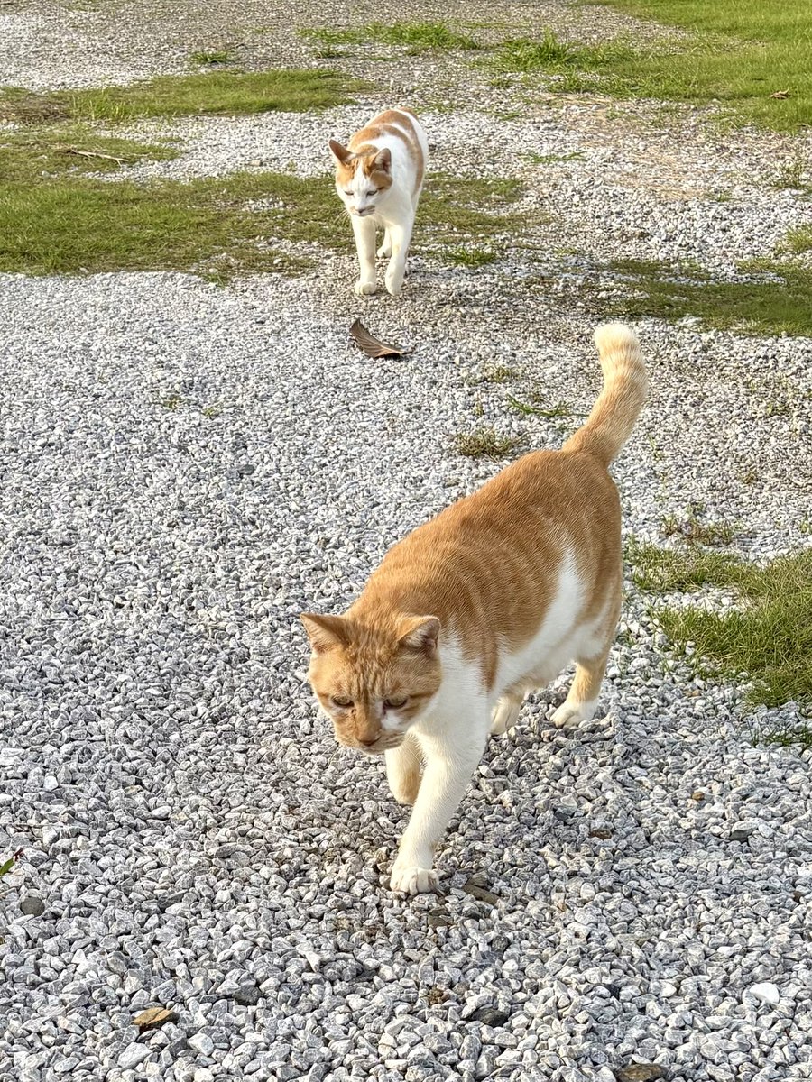 mugihiko's tweet photo. 矯正歯科とパーソナルストレッチから帰ったら、集まってくる猫兄弟。

撫でようね、よーしよし。 https://t.co/rAlJ7QunP9